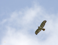 Red tailed Hawk
